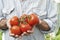 Close Up Of Man Holding Home Grown Tomatoes