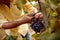 Close-up man picking red wine grapes on vine