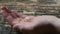 Close up of man pouring pills into her hand. Medical Capsules On A Palm Of A Hand