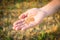 Close up of a man\'s hand full of wheat grains. Reaped wheat field in the background.