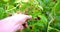 Close-up of a man`s hand that gently snaps off a raspberries from a bush.