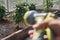 Close-up of a man& x27;s hand holding a hose for watering plants in a greenhouse. Gardening concept