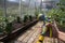 Close-up of a man& x27;s hand holding a hose for watering plants in a greenhouse. Gardening concept