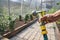 Close-up of a man& x27;s hand holding a hose for watering plants in a greenhouse. Gardening concept