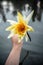 Close up of a man's hand holding a Nymphaea Mexicana flower above Dal lake in Srinagar
