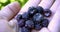 Close-up of a man`s palm hand with handful of blackberry.