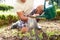 Close Up Of Man Watering Seedlings In Ground On Allotment