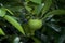 Close up of manchineel tree apple fruit