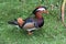 A close up of a Mandarin Duck