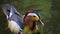 Close-up on a mandarin duck swimming on a lake near the bushes