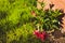 Close-up of mandevilla dipladenias rocktrumpet plant outdoor in sunny backyard