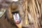 this is a close up of a mandrill