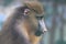 Close up Mandrill Monkey