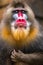 The close up of mandrill monkey with his expression face