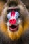 The close up of mandrill monkey with his expression face