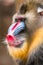 The close up of mandrill monkey with his expression face