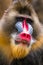 The close up of mandrill monkey with his expression face