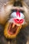 The close up of mandrill monkey with his expression face