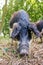 Close up Mangalica