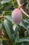 Close up of a mango fruit ripening on tree, an edible fruit produced by the tropical tree Mangifera indica. Believed to be native