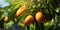 Close-up of mangoes hanging mango farm, agricultural industry concept. Generative AI