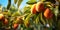 Close-up of mangoes hanging mango farm, agricultural industry concept. Generative AI