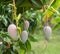 Close up of mangoes on a mango tree