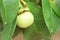 Close up of mangosteen in a tree. Mangosteen is one of the popular, exotic tropical fruits. Its juicy, snow-white, sweet, and deli