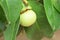 Close up of mangosteen in a tree. Mangosteen is one of the popular, exotic tropical fruits. Its juicy, snow-white, sweet, and deli