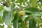 Close up of mangosteen in a tree. Mangosteen is one of the popular, exotic tropical fruits. Its juicy, snow-white, sweet, and deli