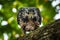 Close up of a Mangrove black hawk (Buteogallus anthracinus subtilis) looking down from a tree