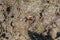 Close up of a Mangrove Fiddler Crab on a muddy soil of saline bay in protected area called Mangrove Forest in Tanjung Piai Nationa