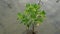 Close up Mangroves tree.