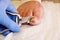 Close-up of a manicurist with pedicure pliers trimming old person toenail.