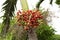 Close up Manila palm raw seed on tree, Veitchia merrillii & x28;Becc