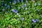 Close up of many blue flower of periwinkle or myrtle herb Vinca minor in a sunny spring garden, beautiful outdoor floral backgro