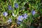 Close up of many blue flower of periwinkle or myrtle herb Vinca minor in a sunny spring garden, beautiful outdoor floral backgro