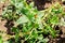 Close up of many Colorado bugs eating potato leaves in the field. Protect your harvest concept