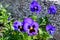 Close up of many delicate blue pansy flowers in full bloom in a sunny spring garden, beautiful outdoor floral background