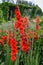 Close up of many delicate vivid red Gladiolus flowers in full bloom in a garden in a sunny summer day