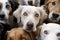 close-up of many dogs' eyes, all looking at the camera