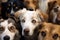 close-up of many dogs' eyes, all looking at the camera