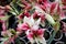 Close-up of many flowers of a mottled pink-and-white potted lily. Festive floral background