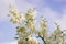 Close up of many flowers of the yucca plant in bloom.