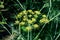 Close up of many green flowers of anise plant, also known as aniseed or anix in a herbs garden in a sunny summer day, background