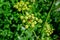 Close up of many green flowers of Apium graveolens plant, commonly know as celery in a herbs garden in a sunny summer day,