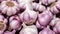 close up of Many heads of white purple garlic on market stand. Generative AI