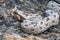 Close-up of Many-Horned Adder (Bitis cornuta), a venomous snake from Namibia