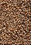 Close up of Many organic dried coriander seeds Coriandrum sativum