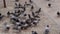 Close-up of many pigeons eating bread in the square of the big city. A flock of street birds eats food from the floor